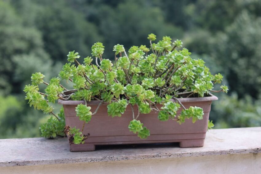 Een stijlvolle lange smalle plantenbak gevuld met groene planten op een terras, perfect voor beperkte ruimtes.